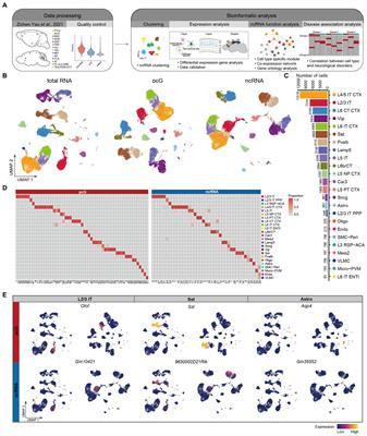 Expression characteristics and potential function of non-coding RNA in mouse cortical cells